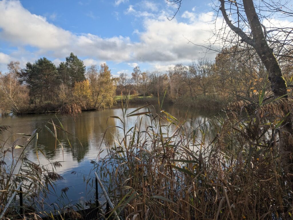 Un bel étang envahi par les roseaux